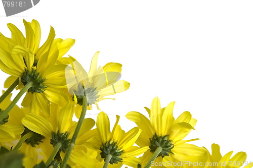 Image of Yellow marguerites