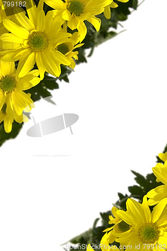Image of Yellow marguerites