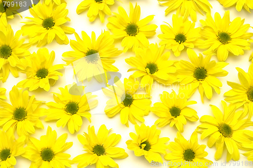 Image of Yellow marguerites