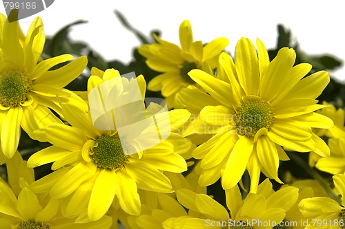 Image of Yellow marguerites