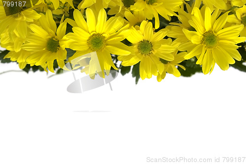 Image of Yellow marguerites
