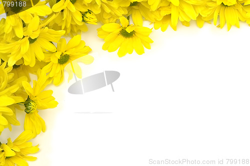 Image of Yellow marguerites