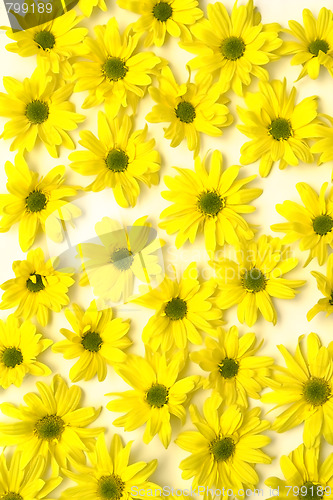 Image of Yellow marguerites