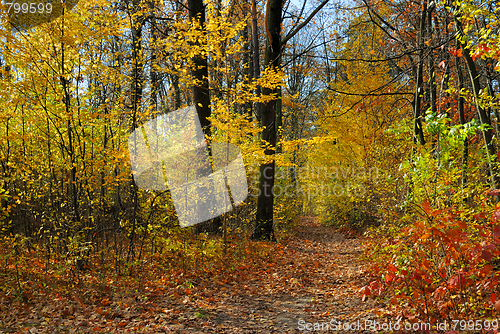 Image of Colors of Fall
