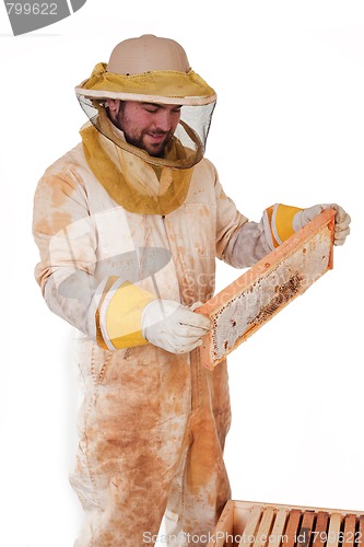 Image of Inspecting The Honey