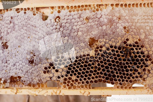 Image of A Frame Of Honey