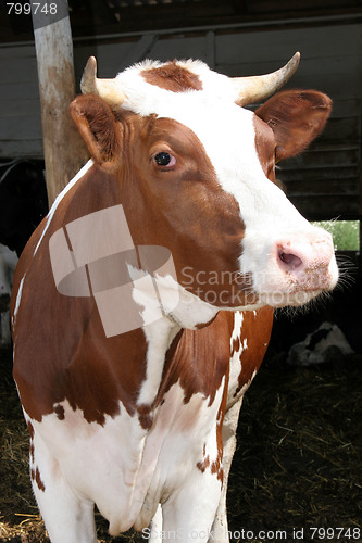Image of cow