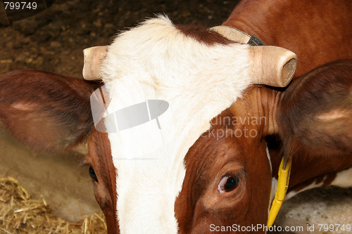 Image of cow, chopped horn