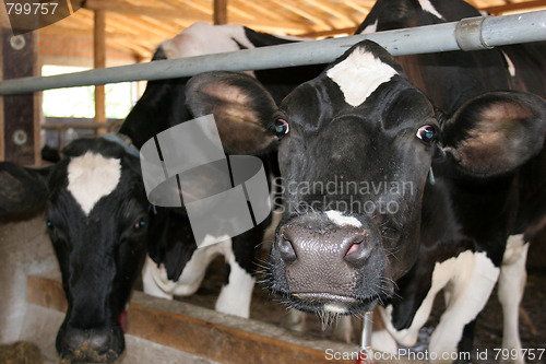Image of two cows
