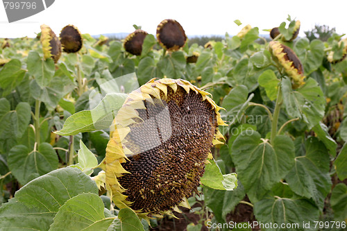 Image of sunflowers