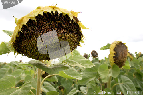 Image of sunflowers