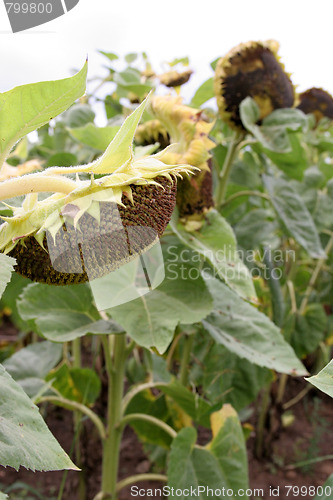 Image of sunflowers