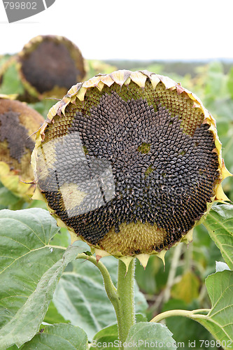 Image of dying sunflower