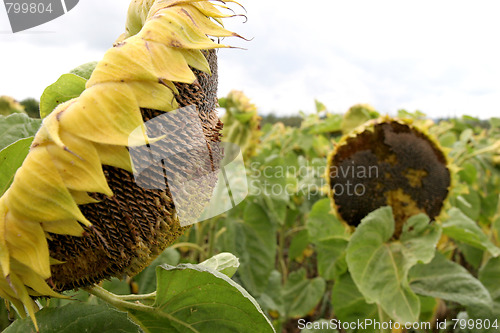 Image of sunflowers