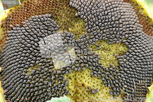 Image of dying sunflower