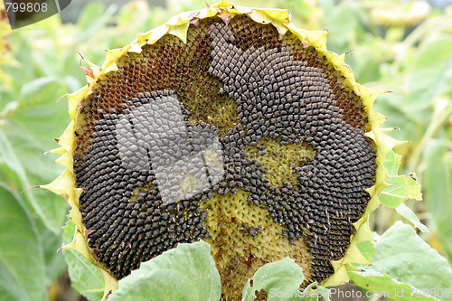 Image of dying sunflower