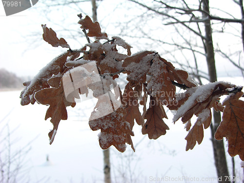 Image of Oak in winter