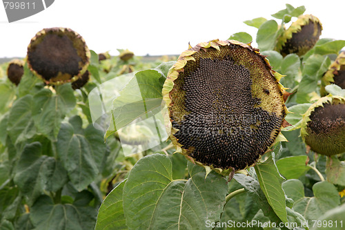 Image of sunflowers