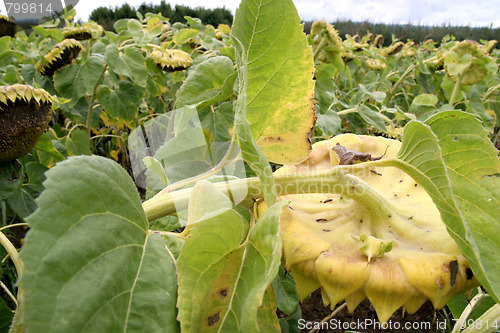 Image of sunflowers