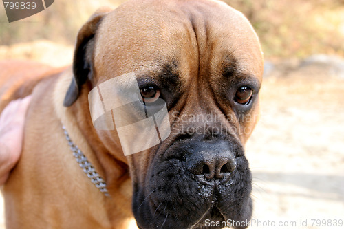 Image of Bull Mastiff