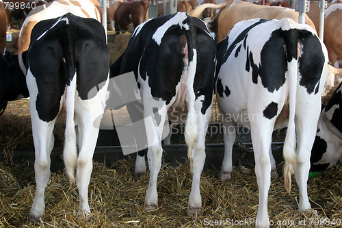 Image of cows 