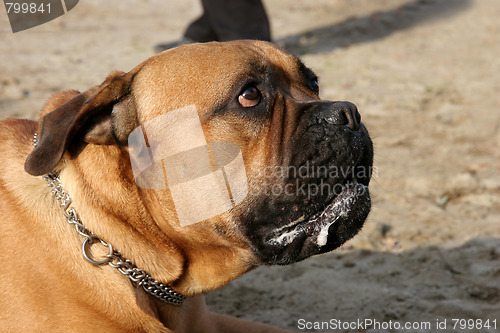 Image of Bull Mastiff