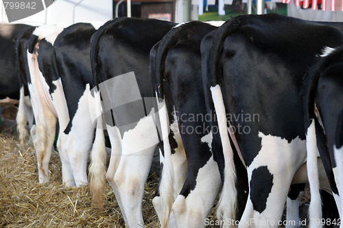 Image of cows 