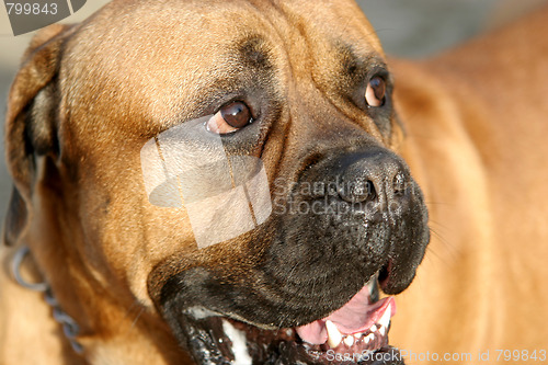 Image of Bull Mastiff