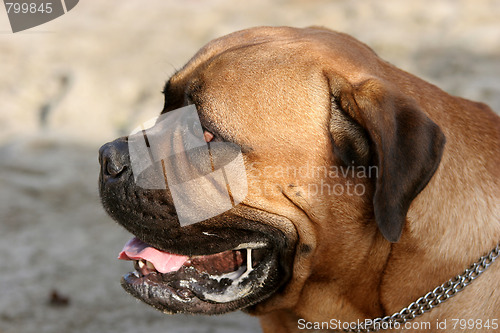 Image of Bull Mastiff