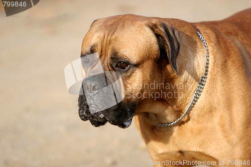 Image of Bull Mastiff