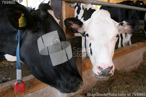 Image of two cows