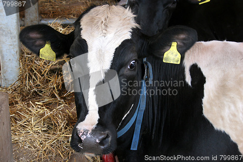 Image of cow