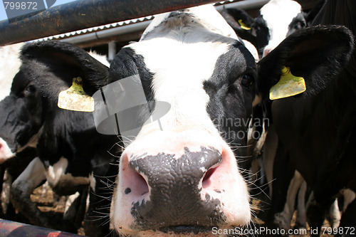 Image of cow