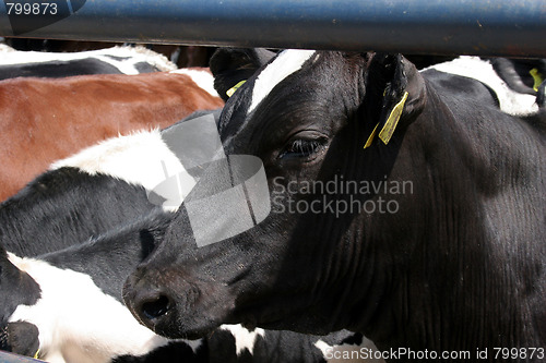 Image of cow