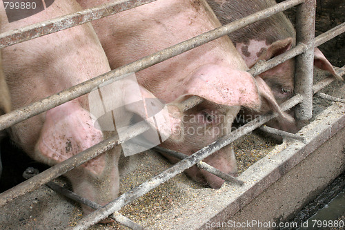 Image of pigs 