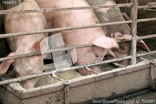 Image of pigs 