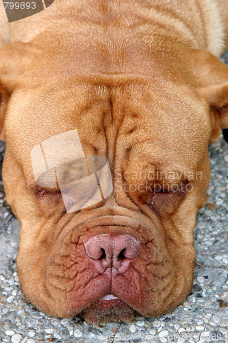 Image of Dogue Bordeaux