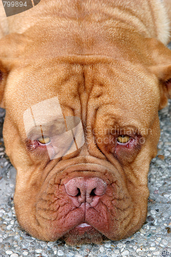 Image of Dogue Bordeaux