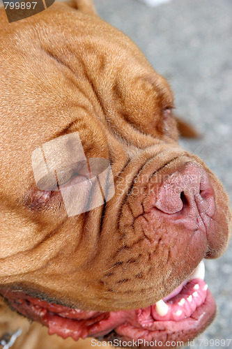 Image of Dogue Bordeaux