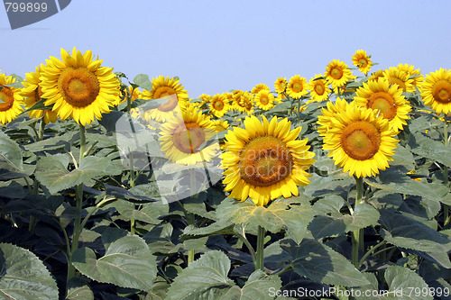 Image of sunflowers