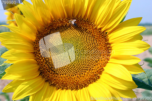 Image of sunflower