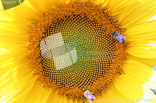 Image of sunflower