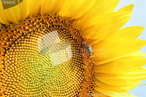 Image of sunflower