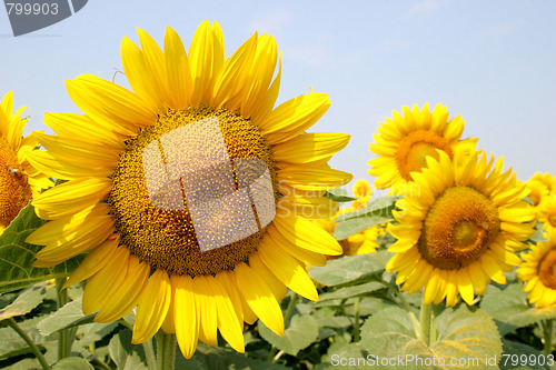 Image of sunflowers