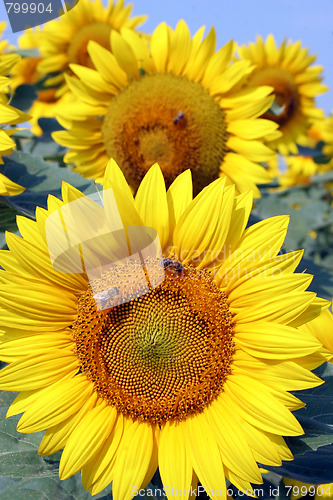 Image of sunflowers