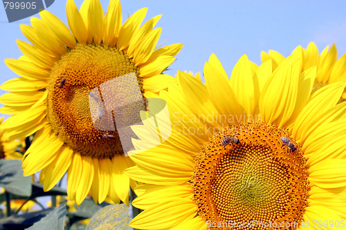 Image of sunflowers