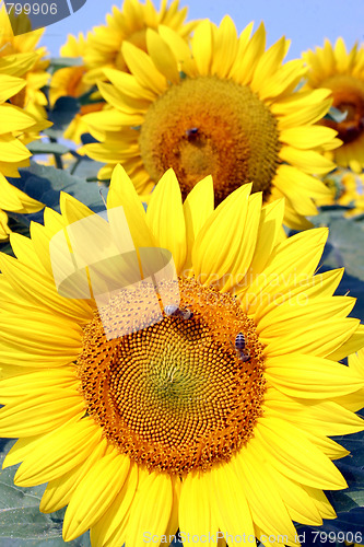 Image of sunflowers