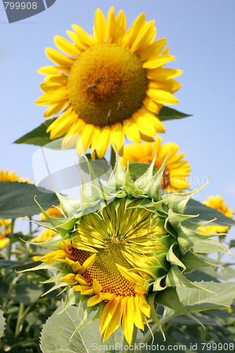 Image of sunflower