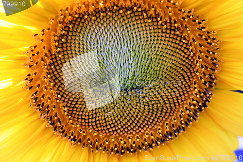 Image of sunflower