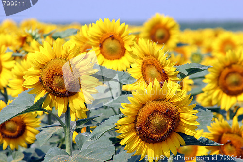 Image of sunflowers